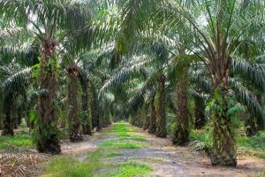 Palm oil: a balanced view